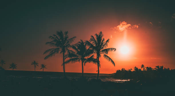 istock Orange sky lit up from a beautiful sunset with dark palm trees celebrating another evening in paradise 1715454363
