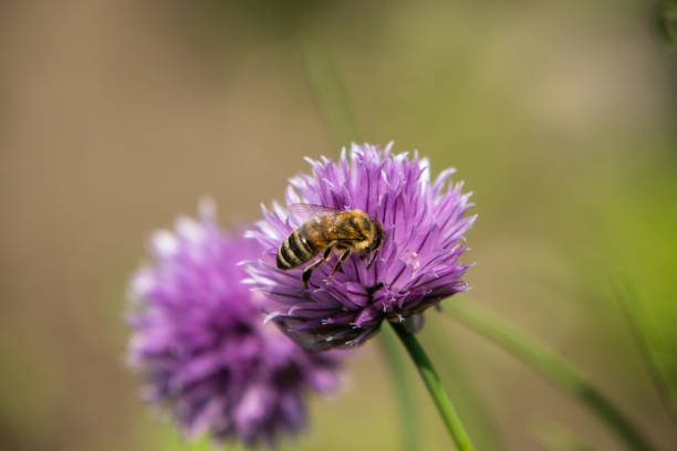 a few blooming chives close up