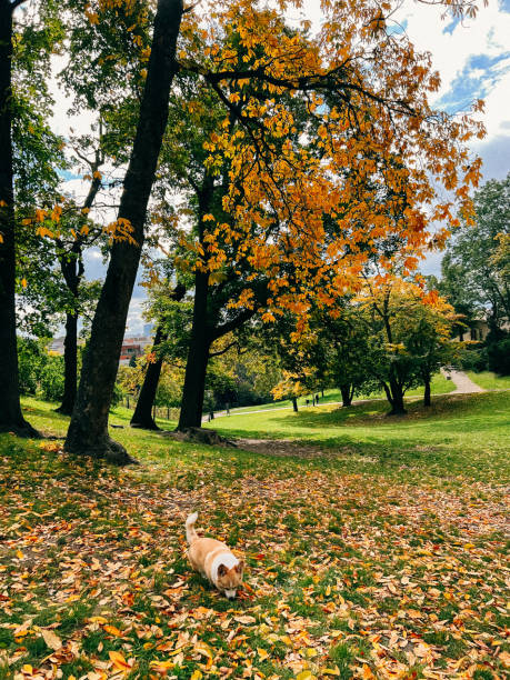 istock Corgi dog in the autumn forest 1715463242