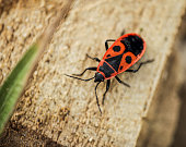 European firebug Pyrrhocoris apterus. Red and black adult insect in macro details.
