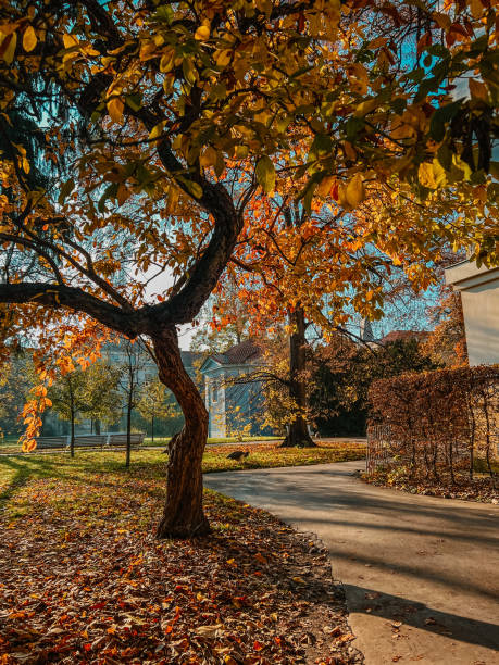istock Autumn in the park 1715466090