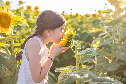 Happy little girl having fun among blooming sunflowers under the gentle rays of the sun. Little girl smelling a sunflower.