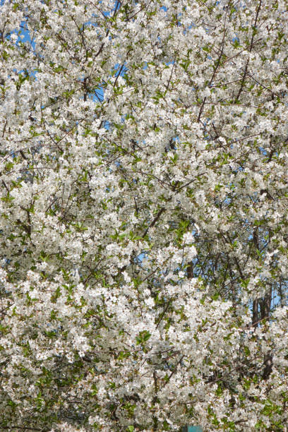 fundo natural de flores exuberantes na macieira - apple tree branch - fotografias e filmes do acervo