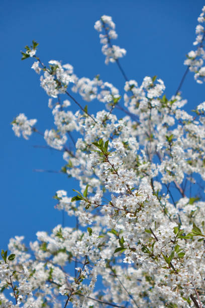 fleurs fleurissant sur les branches du pommier au-dessus du ciel bleu - on branch photos et images de collection