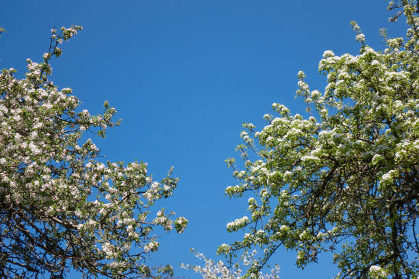 spring blooming of white flowers on apple tree over blue sky - photography branch tree day imagens e fotografias de stock