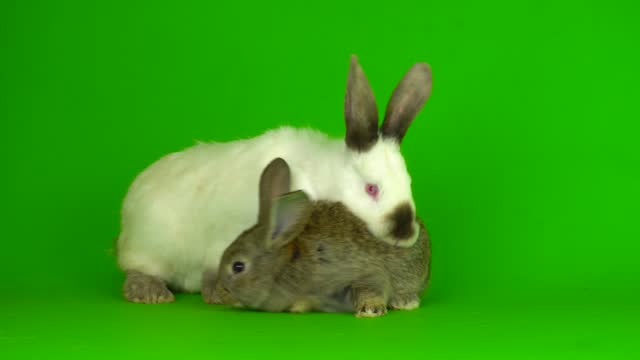 two rabbit hare on a green background screen