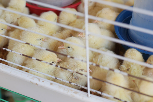 small yellow chicks in chicken farm.