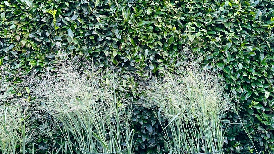Fern and hedge