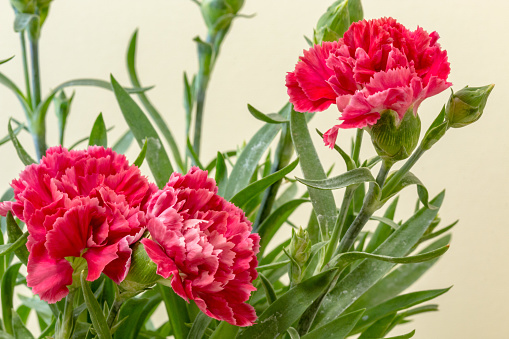 Red carnation blooming in a photo on a yellow background. Dianthus caryophyllus commonly known as the carnation or clove pink, is a species of Dianthus. It is likely native to the Mediterranean region but its exact range is unknown due to extensive cultivation for the last 2,000 years.\nCarnations were mentioned in Greek literature 2,000 years ago. The term dianthus was coined by Greek botanist Theophrastus, and is derived from the Ancient Greek words for divine (\