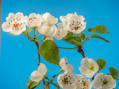 Photo of an Pear Flower blossom bloom and grow on a blue background. Blooming flower of Pyrus. The pear is native to coastal and mildly temperate regions of the Old World, from western Europe and north Africa east right across Asia. It is a medium-sized tree, reaching 10–17 metres (33–56 ft) tall.\nAssociated with purity, longevity, and immortality (even though the tree only lives 25-50 years in general), the Chinese hold this plant in high regard. In western culture, the blossom means health and hope. If given as a gift, it may have several meanings. It is often meant to express affection, love, or lust (the lust portion will become clear later…keep reading!). In times past, it also signified faeries at work and may warn or send a message to the recipient to that end.\n\nIf utilized in wedding florals, pear blossoms are meant to portray love and affection for one’s beloved. They bear the message “I hope for a long life full of love with you.” For this reason, this delicate and airy flower is a lovely addition to weddings. (For an offbeat interpretation, adding some pear fruit into the arrangements will carry a similar meaning!)