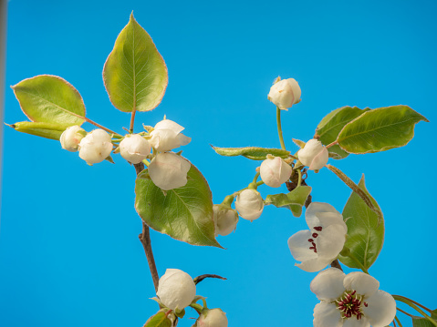 Photo of an Pear Flower blossom bloom and grow on a blue background. Blooming flower of Pyrus. The pear is native to coastal and mildly temperate regions of the Old World, from western Europe and north Africa east right across Asia. It is a medium-sized tree, reaching 10–17 metres (33–56 ft) tall.
Associated with purity, longevity, and immortality (even though the tree only lives 25-50 years in general), the Chinese hold this plant in high regard. In western culture, the blossom means health and hope. If given as a gift, it may have several meanings. It is often meant to express affection, love, or lust (the lust portion will become clear later…keep reading!). In times past, it also signified faeries at work and may warn or send a message to the recipient to that end.

If utilized in wedding florals, pear blossoms are meant to portray love and affection for one’s beloved. They bear the message “I hope for a long life full of love with you.” For this reason, this delicate and airy flower is a lovely addition to weddings. (For an offbeat interpretation, adding some pear fruit into the arrangements will carry a similar meaning!)