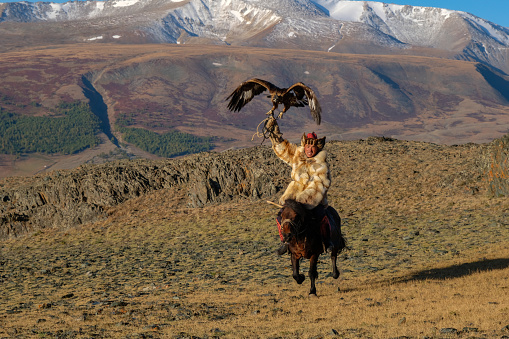 Mongolian Kazak eagle hunter galloping on his horse, with his golden eagle on his right arm, it's wings open. In the dawn sunlight the hunter is out with his bird of prey, with a backdrop landscape in the Altai Mountains. The hunter is wearing traditional fox fur clothing.