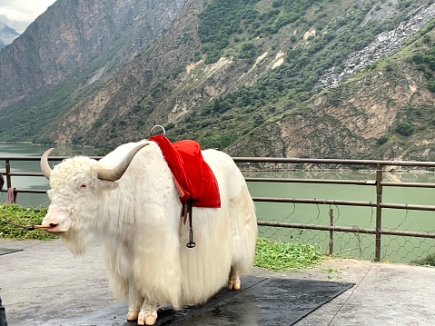 Rare tibetan white yak with breathtaking scenery in the background