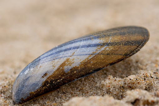 Mussel in the sand at the beach