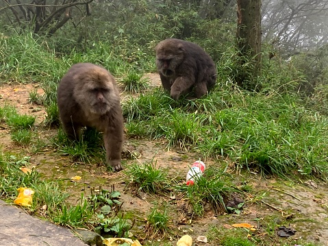 Monkeys were spotted on the hike to peak of Mount Emei. Sights of rubbish surrounding the monkeys signifies the amount of food the monkeys received from tourists