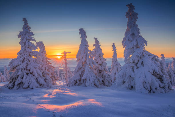 istock Winter sunrise in snowy forest 1715506271