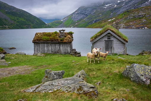 Sheep feed on grass near a river along  the Norwegian scenic route Gaularfjellet between Moskog and Balestrand during a stormy day. An old cottage with living roof stands at the waters edge.