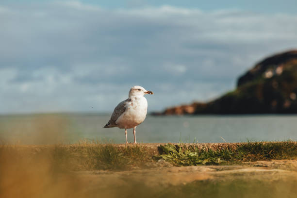 Seagull standing on a grassy cliff edge, observing the ground below