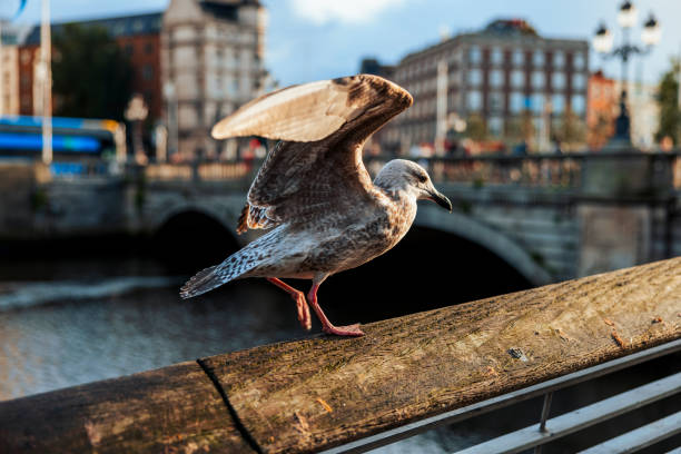 City Of Dublin