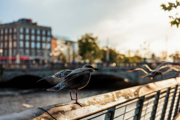 istock City Of Dublin 1715509680