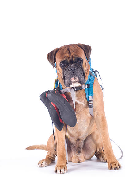 chien avec équipement d'alpinisme - dog education backpack boxer photos et images de collection