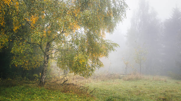 istock Foggy landscape with silver birch tree at autumn season. 1715524059