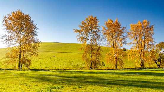 Autumn sunny landscape with a row of colored trees. The Turiec region of Slovakia, Europe.