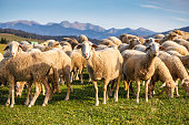 A herd of grazing sheep on a meadow.
