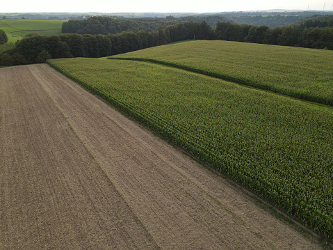 Plowed field with soil and green cornfield in the countryside in summer