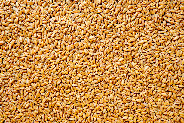 blé fond de fruits rouges - whole wheat photos et images de collection