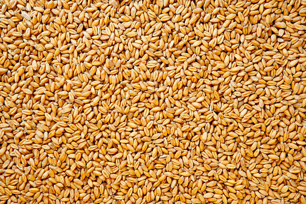 Wheat berries background. Wheat berries background, high resolution - 16 Mpx. rye stock pictures, royalty-free photos & images