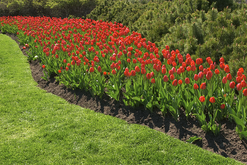 Vibrant red colored Tulips in the famous Tulip Garden in Kashmir