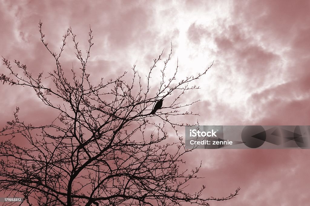 Solo: Crow y poético Sky - Foto de stock de Aislado libre de derechos