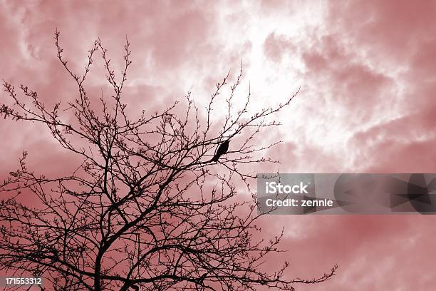Solo Crow Y Poético Sky Foto de stock y más banco de imágenes de Aislado - Aislado, Animal, Aspiraciones