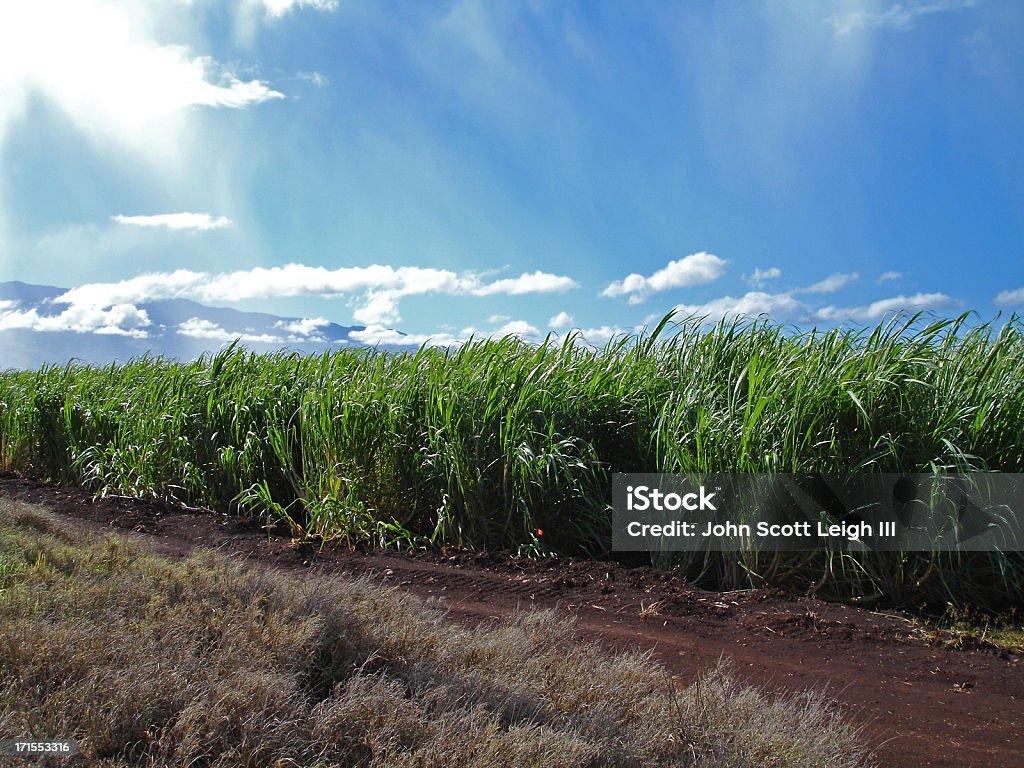 Campi di canna da zucchero - Foto stock royalty-free di Agricoltura