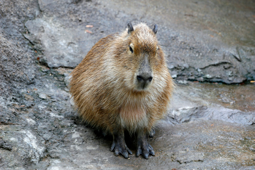 A lonely capybara.