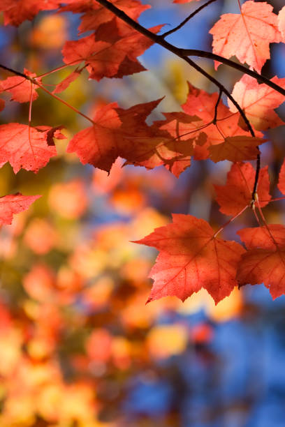 istock Kaleidoscope of Vibrant Autumn Leaves 171553355