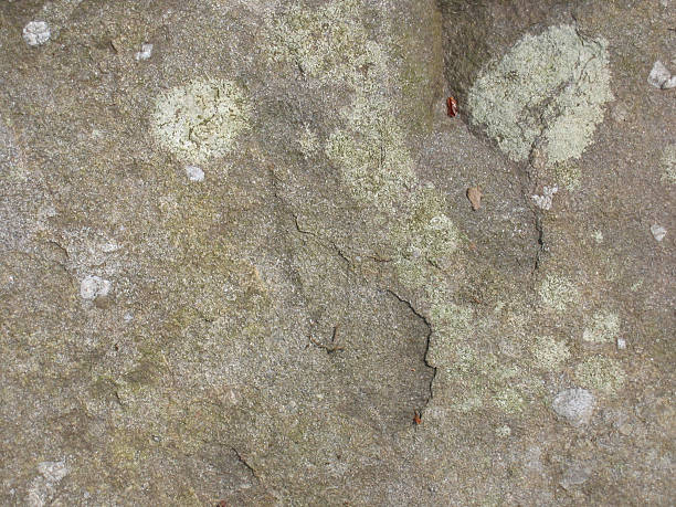 Litchen auf Rock Oberfläche – Foto