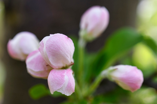 Pink buds in springtime