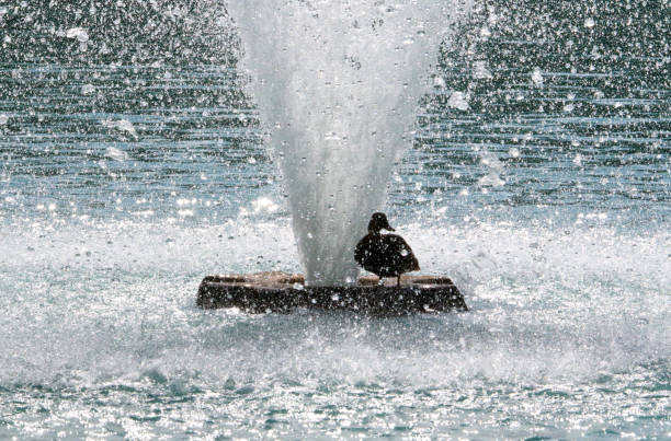 istock Mallard Duck Standing in a Fountain 1715537593