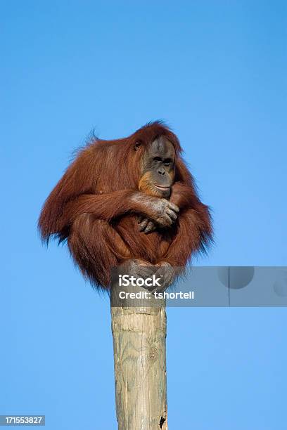 Orangutan Auf Den Nordpol Stockfoto und mehr Bilder von Orang-Utan - Orang-Utan, Bewegung, Blau