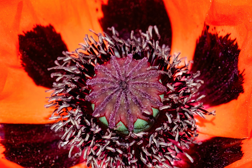 Withered poppy flowers, warm toning