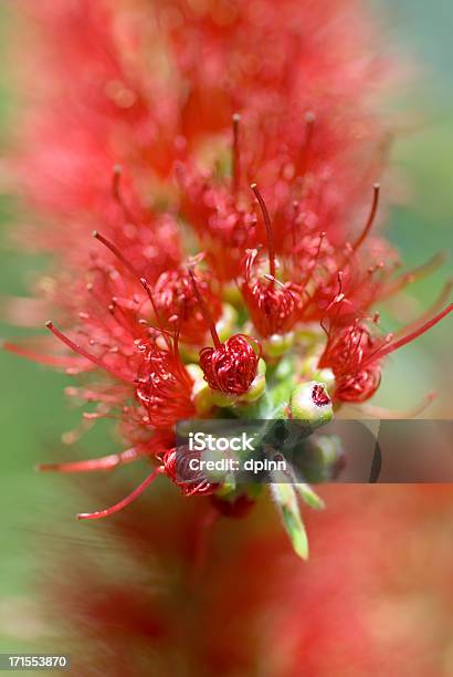 Macro De Bottlebrush Foto de stock y más banco de imágenes de Abierto - Abierto, Atestado, Australia