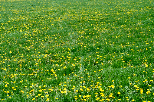 Nice field with fresh yellow dandelions and green grass. Small depth of field. Beautiful spring day.