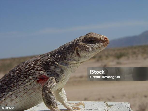 Iguana Do Deserto - Fotografias de stock e mais imagens de Animal - Animal, Animal selvagem, Ao Ar Livre