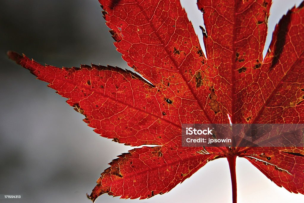 Осенний лист - Стоковые фото Конец роялти-фри