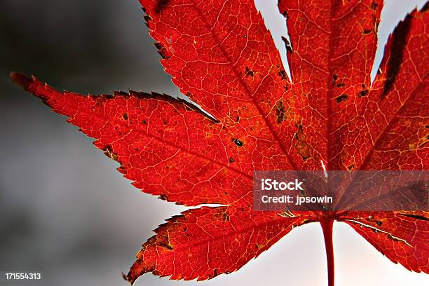 Осенний Лист — стоковые фотографии и другие картинки Конец - Конец, Осень, Без людей