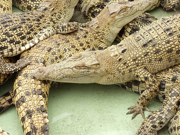 bébé en crocodile - nomura photos et images de collection