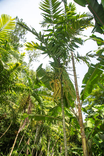 istock Lautoka,  Fiji 1715544651