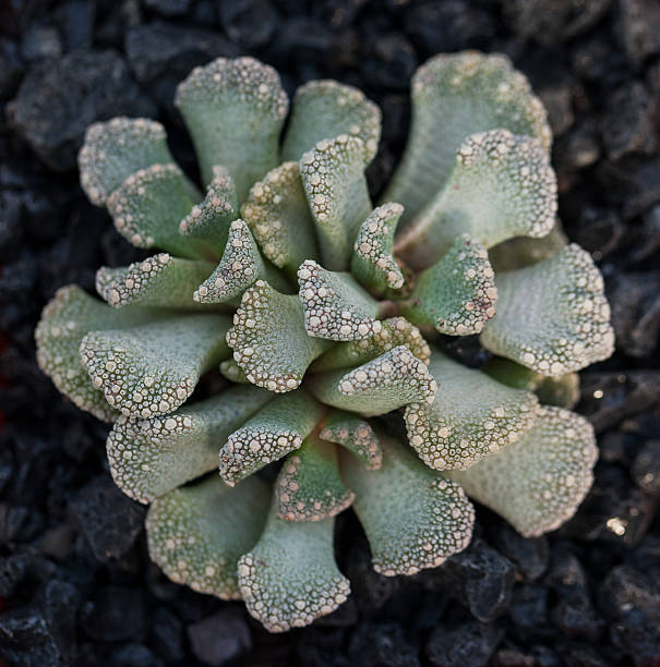 10+ Free Lithop & Succulents Images - Pixabay